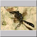 Trypoxylon figulus - Grabwespe 01f 14mm beim Nesteintrag - OS-Wallenhorst-Tongrube-Lehmwand - det.jpg